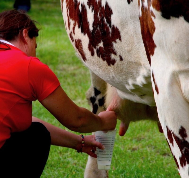 TRAITE DE VACHE