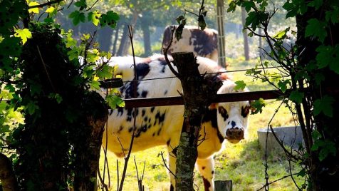 Propriété Privée ! Vache de garde