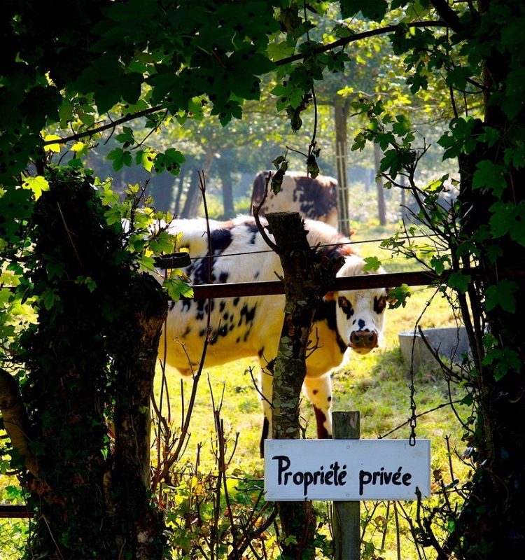 Propriété Privée ! Vache de garde